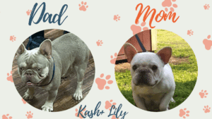 Kash & Lily Frenchies parents