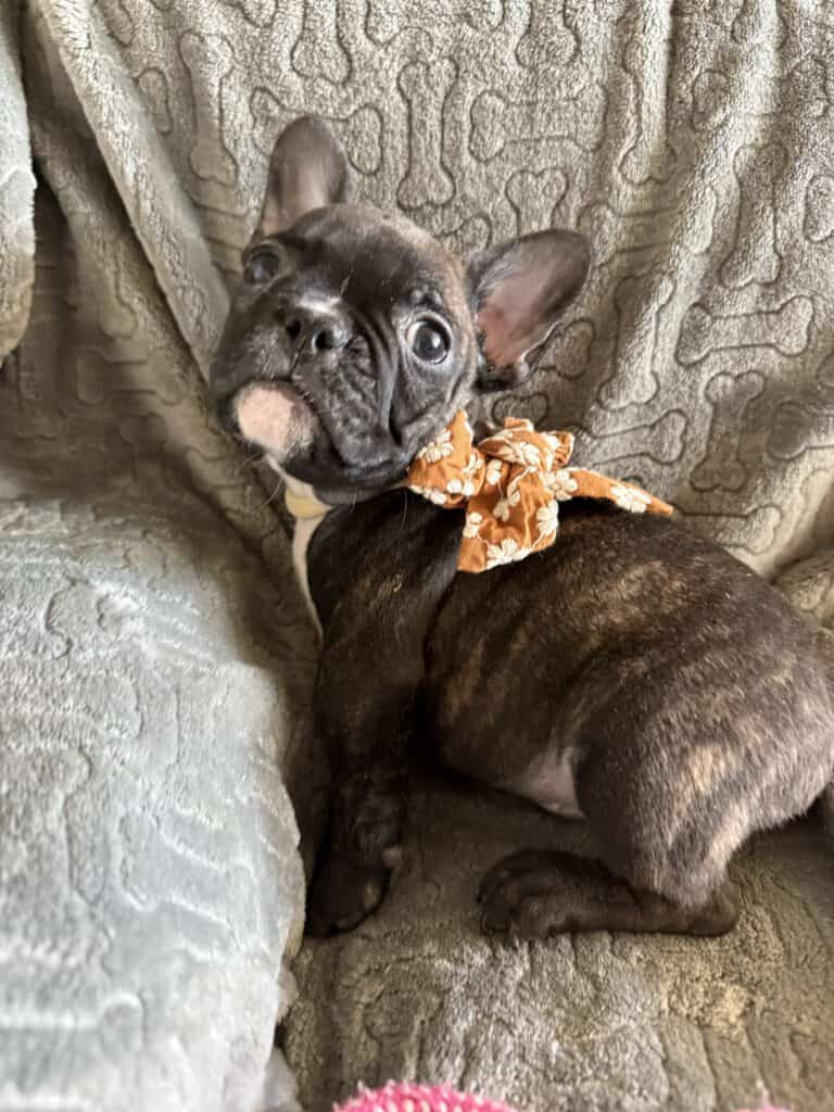 Edison | Brindle French Bulldog Male | Available Feb 22nd, 2026