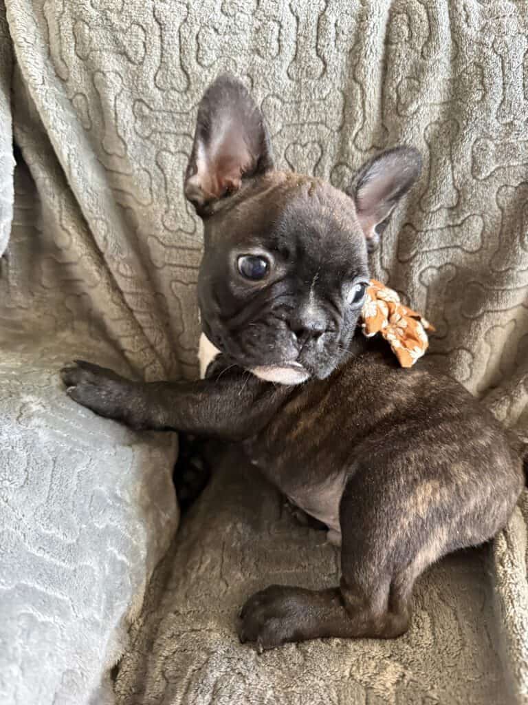Edison | Brindle French Bulldog Male | Available Feb 22nd, 2026