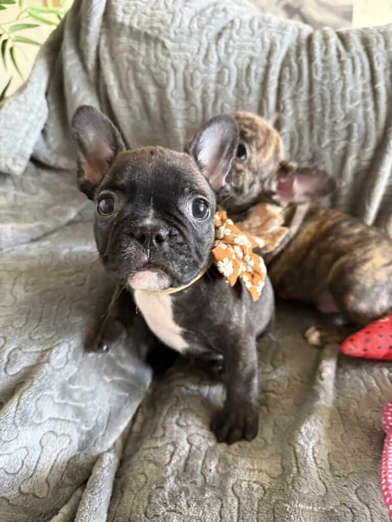 Edison | Brindle French Bulldog Male | Available Feb 22nd, 2026
