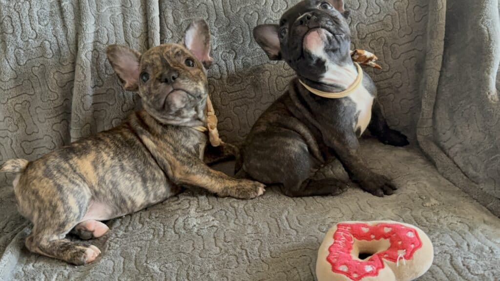 Emmett | Reverse Brindle French Bulldog Male | Available Feb 22nd, 2026