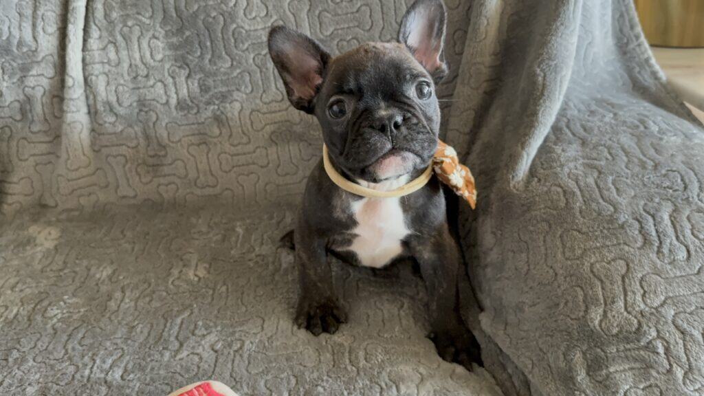 Edison | Brindle French Bulldog Male | Available Feb 22nd, 2026