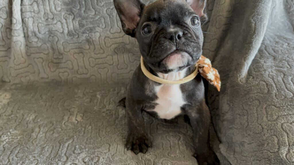Edison | Brindle French Bulldog Male | Available Feb 22nd, 2026