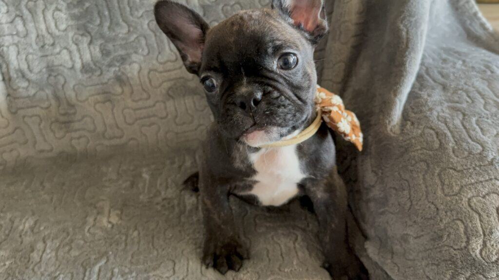 Edison | Brindle French Bulldog Male | Available Feb 22nd, 2026