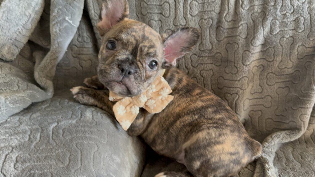 Emmett | Reverse Brindle French Bulldog Male | Available Feb 22nd, 2026