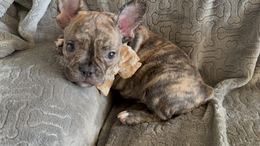 Emmett | Reverse Brindle French Bulldog Male | Available Feb 22nd, 2026