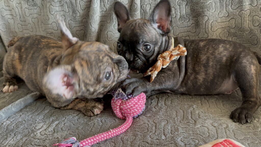Edison | Brindle French Bulldog Male | Available Feb 22nd, 2026