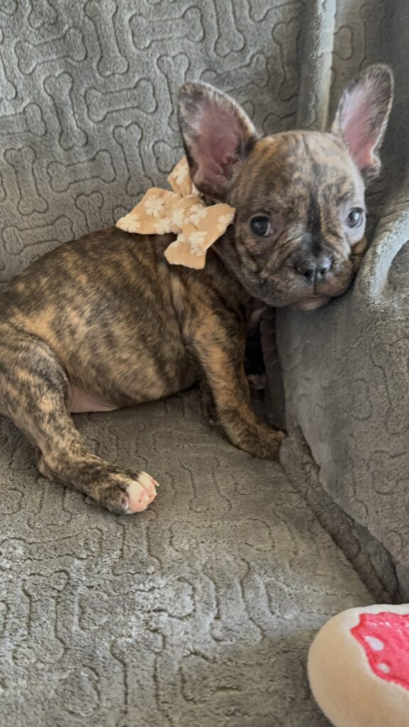 Emmett | Reverse Brindle French Bulldog Male | Available Feb 22nd, 2026