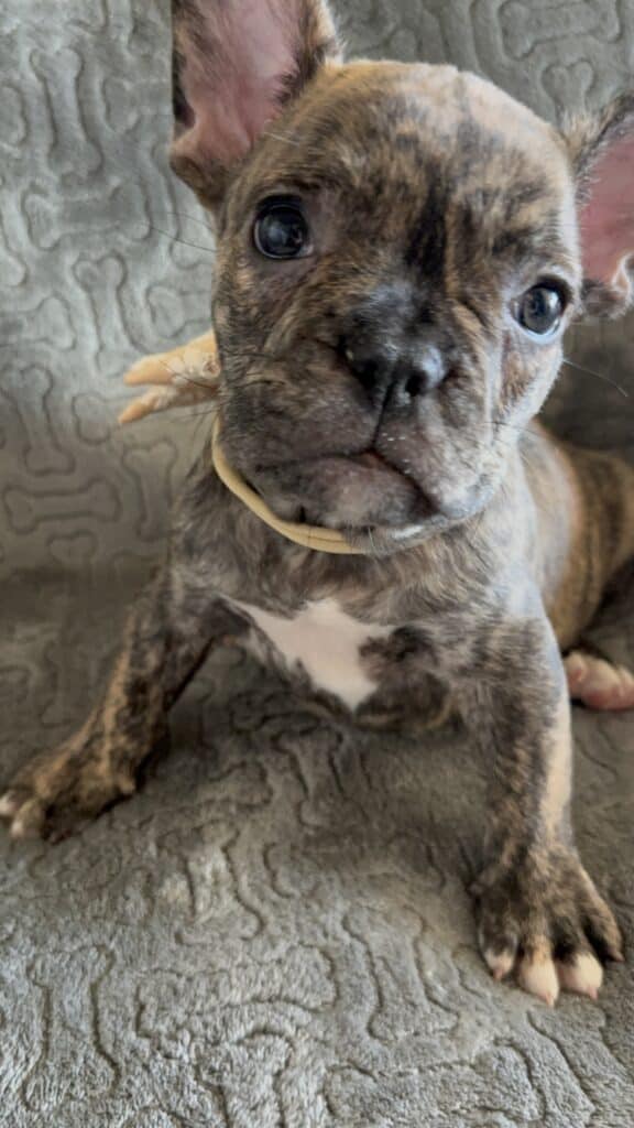 Emmett | Reverse Brindle French Bulldog Male | Available Feb 22nd, 2026
