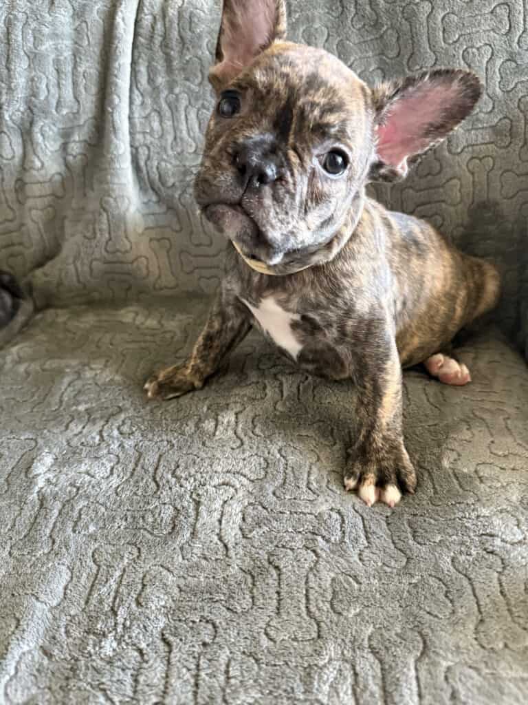 Emmett | Reverse Brindle French Bulldog Male | Available Feb 22nd, 2026