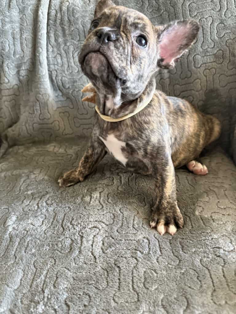Emmett | Reverse Brindle French Bulldog Male | Available Feb 22nd, 2026