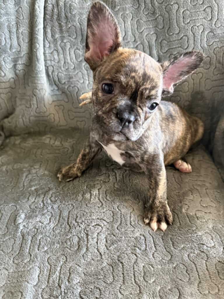 Emmett | Reverse Brindle French Bulldog Male | Available Feb 22nd, 2026