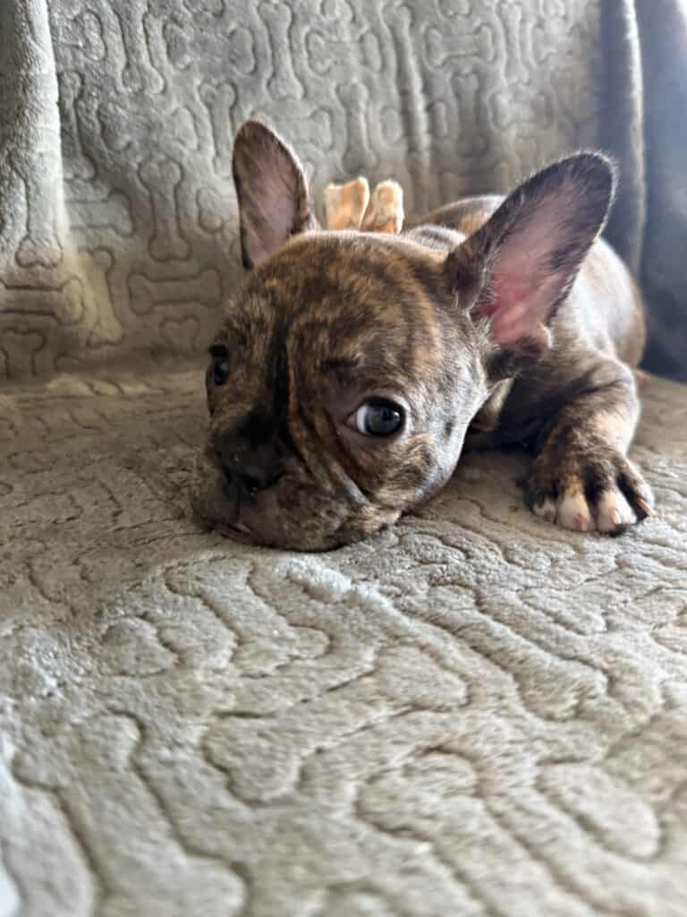 Emmett | Reverse Brindle French Bulldog Male | Available Feb 22nd, 2026