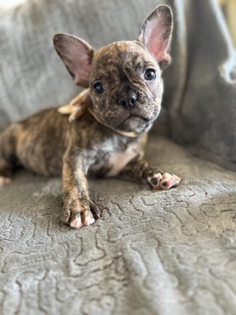 Emmett | Reverse Brindle French Bulldog Male | Available Feb 22nd, 2026