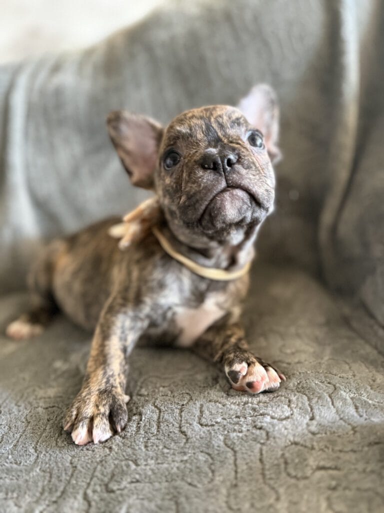 Emmett | Reverse Brindle French Bulldog Male | Available Feb 22nd, 2026