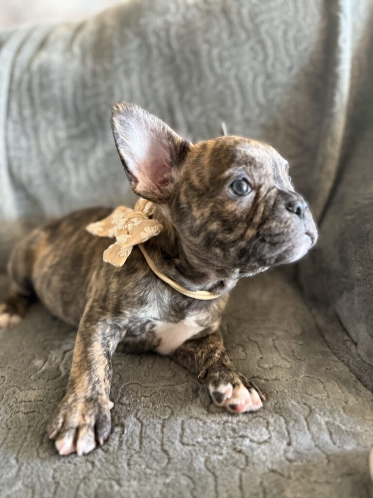 Emmett | Reverse Brindle French Bulldog Male | Available Feb 22nd, 2026
