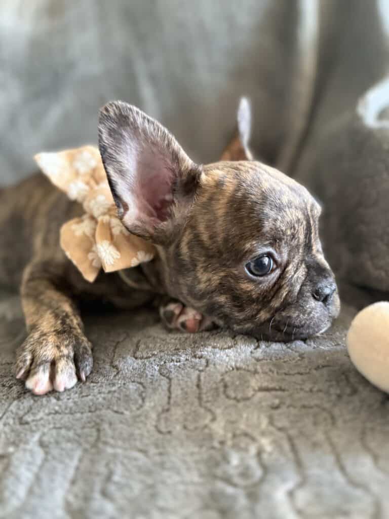 Emmett | Reverse Brindle French Bulldog Male | Available Feb 22nd, 2026