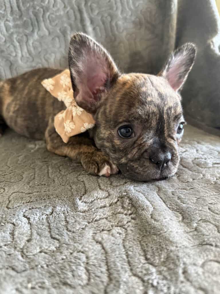 Emmett | Reverse Brindle French Bulldog Male | Available Feb 22nd, 2026
