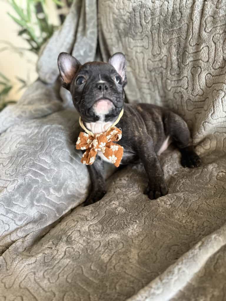 Edison | Brindle French Bulldog Male | Available Feb 22nd, 2026