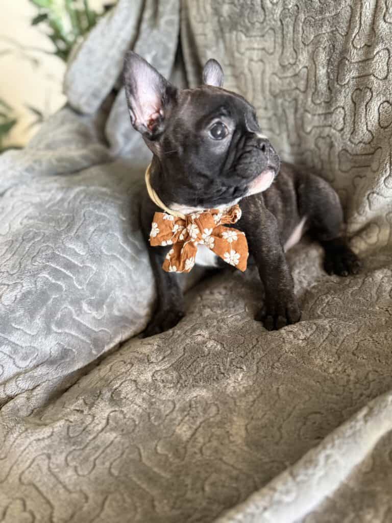 Edison | Brindle French Bulldog Male | Available Feb 22nd, 2026