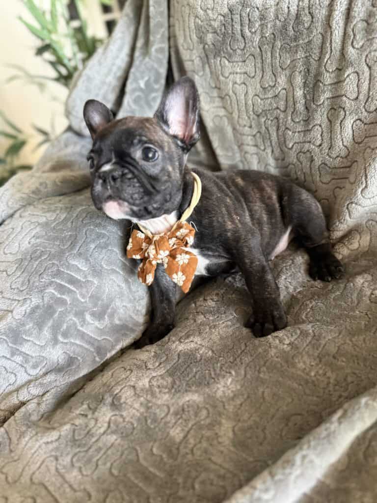 Edison | Brindle French Bulldog Male | Available Feb 22nd, 2026