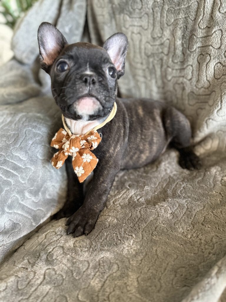 Edison | Brindle French Bulldog Male | Available Feb 22nd, 2026