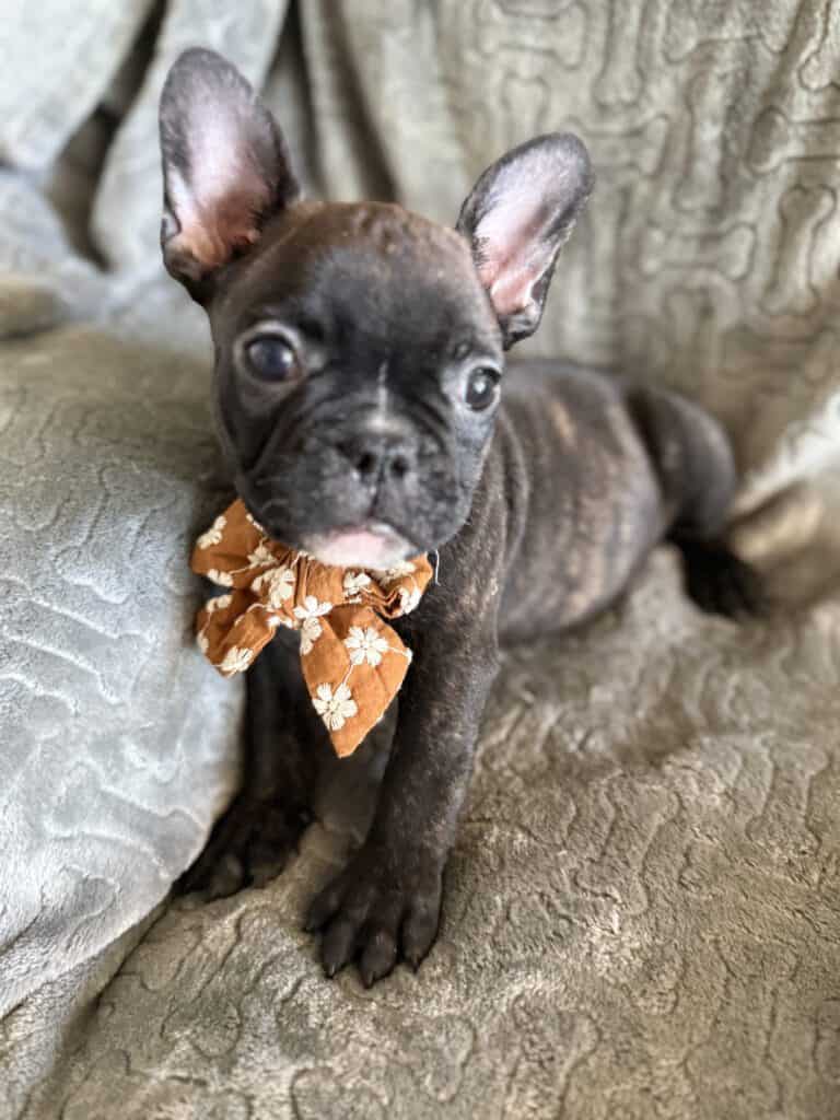 Edison | Brindle French Bulldog Male | Available Feb 22nd, 2026