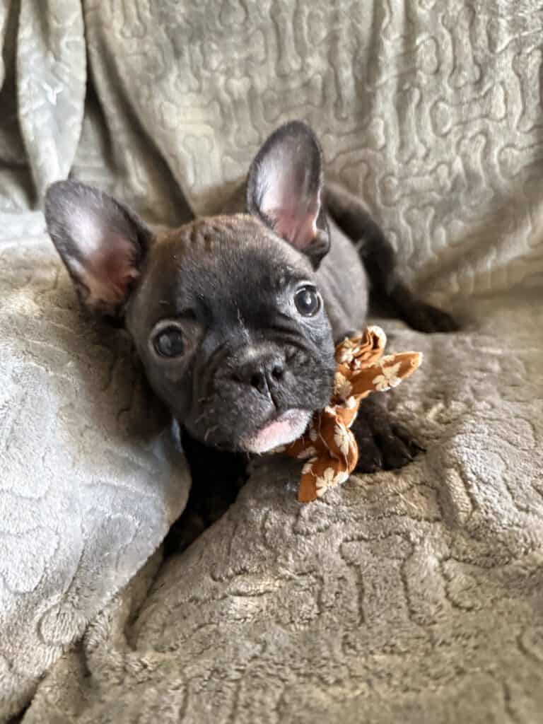 Edison | Brindle French Bulldog Male | Available Feb 22nd, 2026