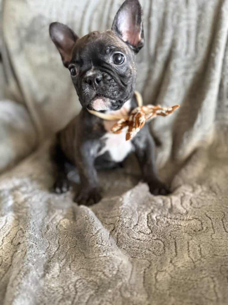 Edison | Brindle French Bulldog Male | Available Feb 22nd, 2026