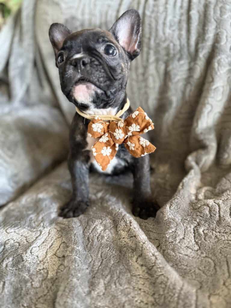 Edison | Brindle French Bulldog Male | Available Feb 22nd, 2026