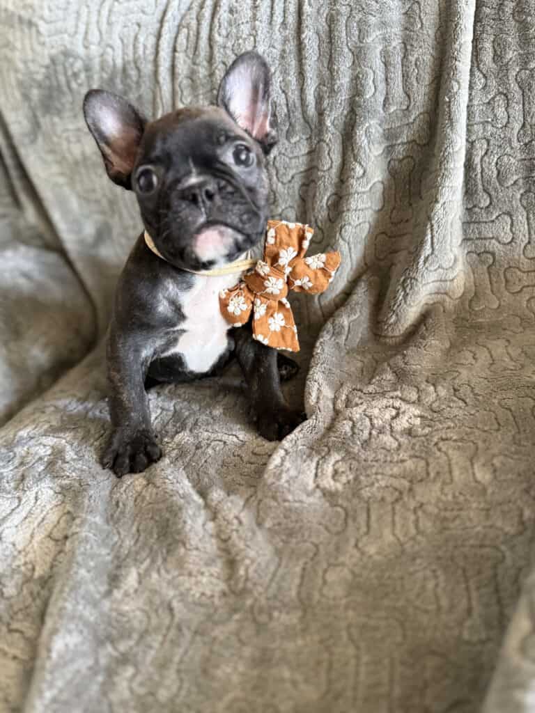 Edison | Brindle French Bulldog Male | Available Feb 22nd, 2026