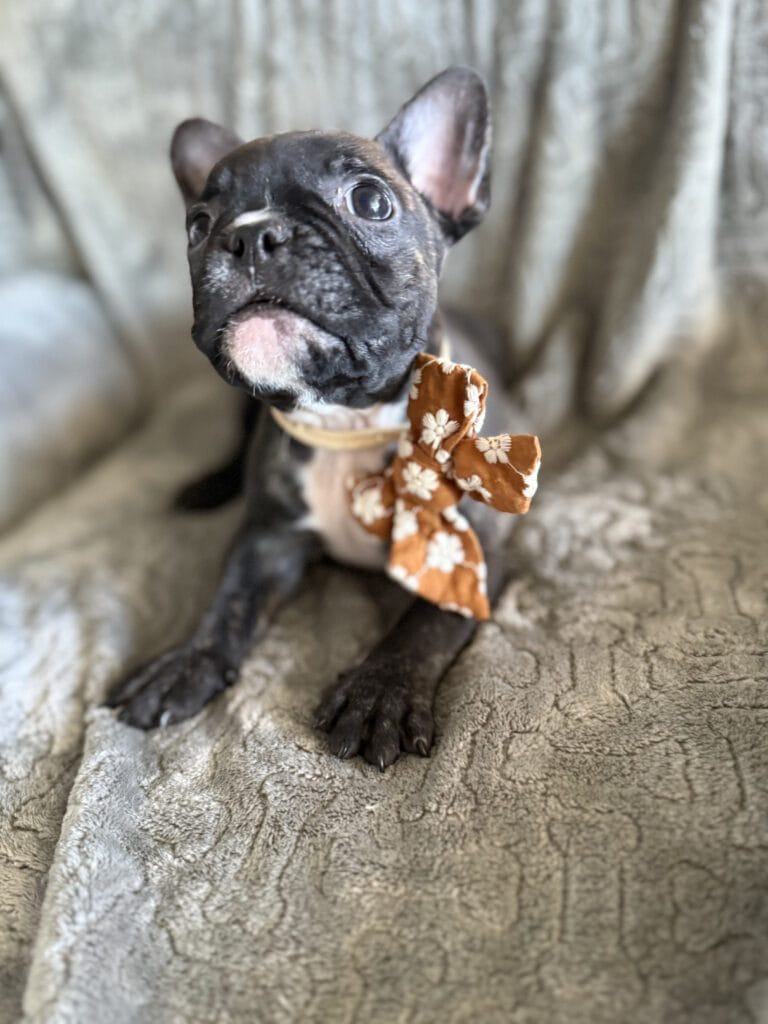 Edison | Brindle French Bulldog Male | Available Feb 22nd, 2026
