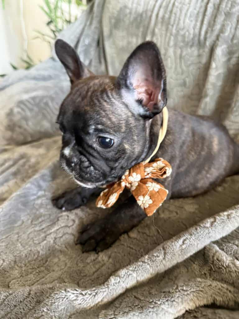 Edison | Brindle French Bulldog Male | Available Feb 22nd, 2026