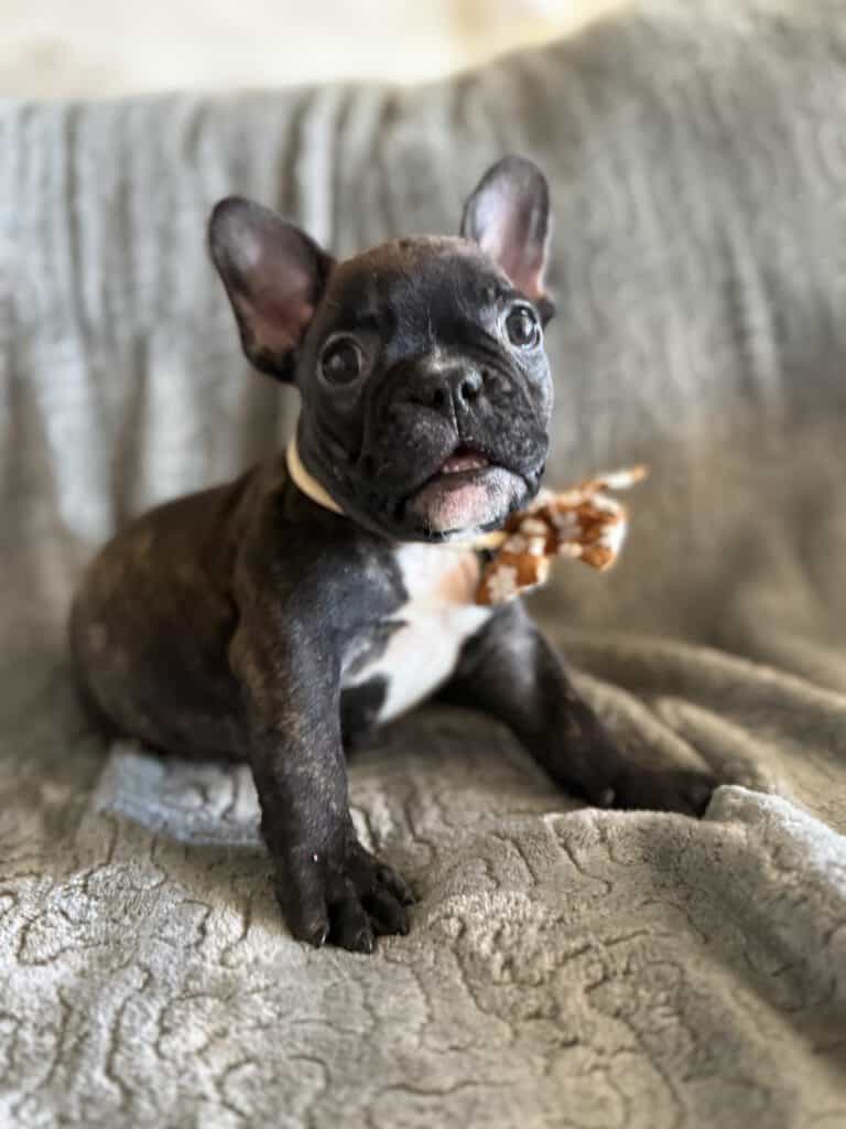 Edison | Brindle French Bulldog Male | Available Feb 22nd, 2026