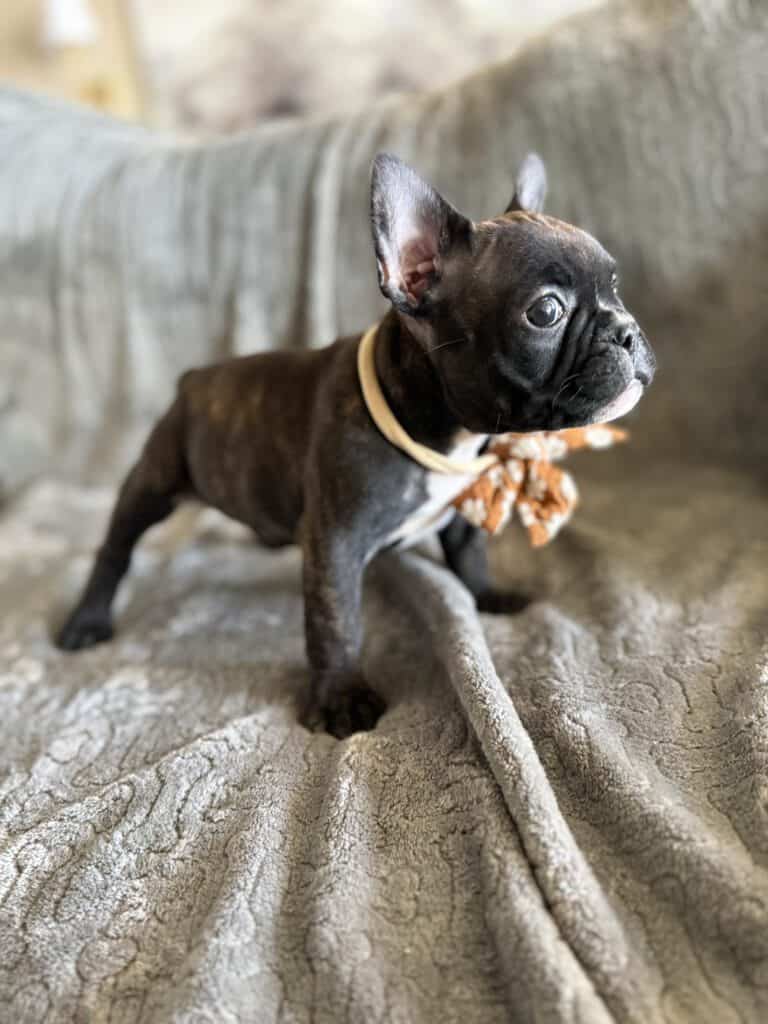 Edison | Brindle French Bulldog Male | Available Feb 22nd, 2026
