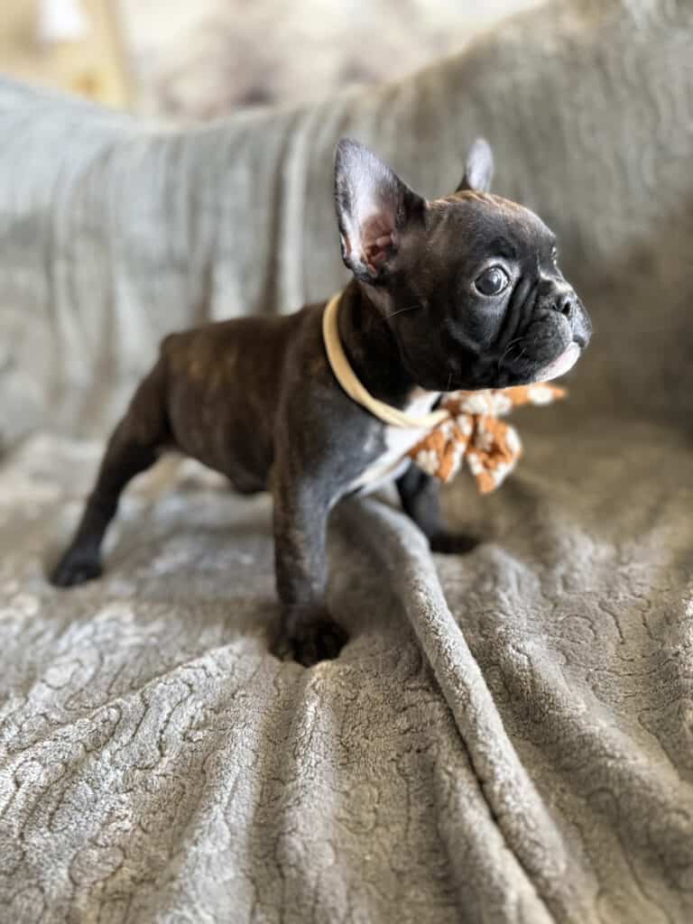 Edison | Brindle French Bulldog Male | Available Feb 22nd, 2026