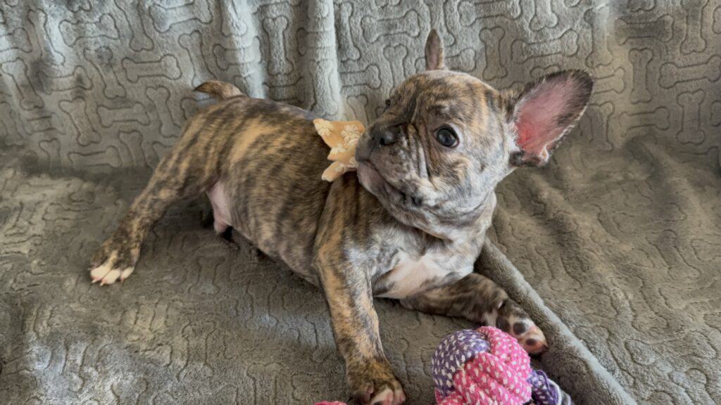 Emmett | Reverse Brindle French Bulldog Male | Available Feb 22nd, 2026