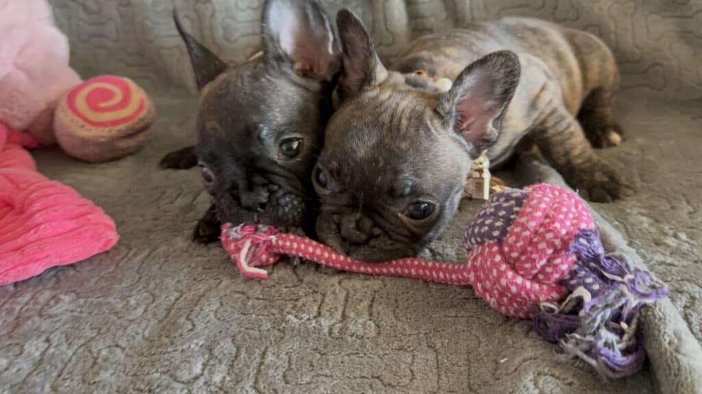 Ernie | Brindle French Bulldog Male | Available Feb 22nd, 2026