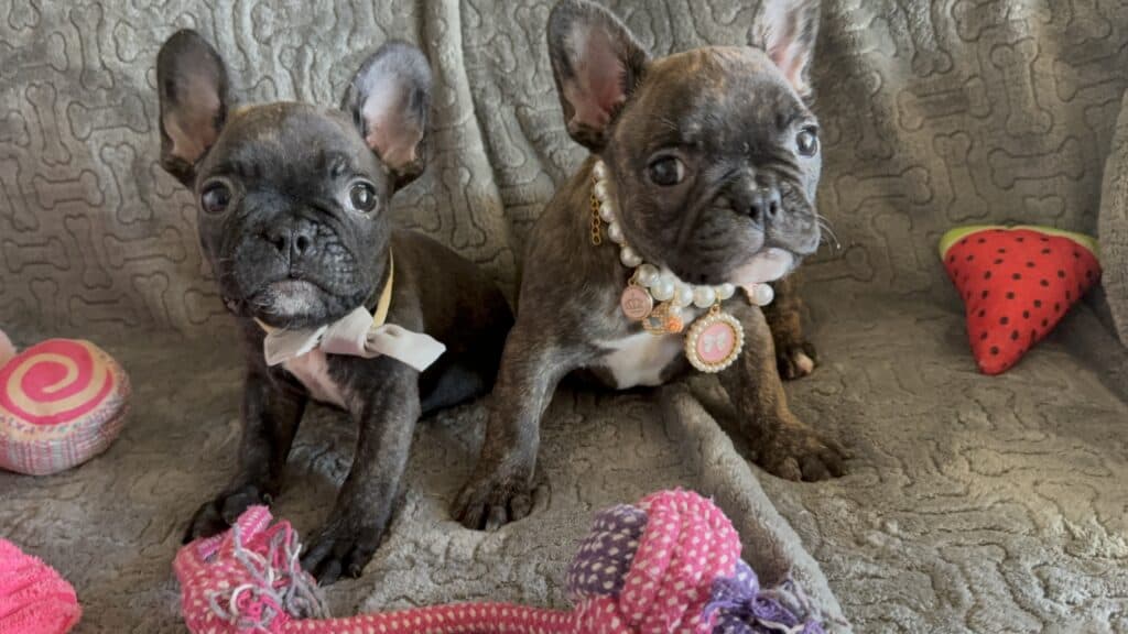 Estelle | Reverse Brindle French Bulldog Female | Available Feb 22nd, 2026