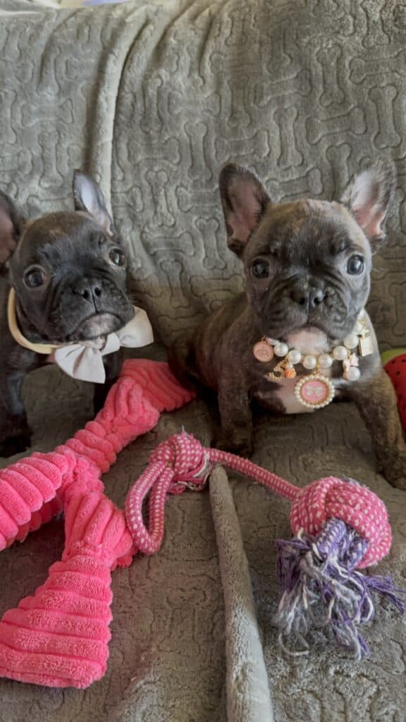 Estelle | Reverse Brindle French Bulldog Female | Available Feb 22nd, 2026