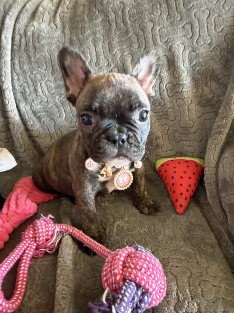 Estelle | Reverse Brindle French Bulldog Female | Available Feb 22nd, 2026
