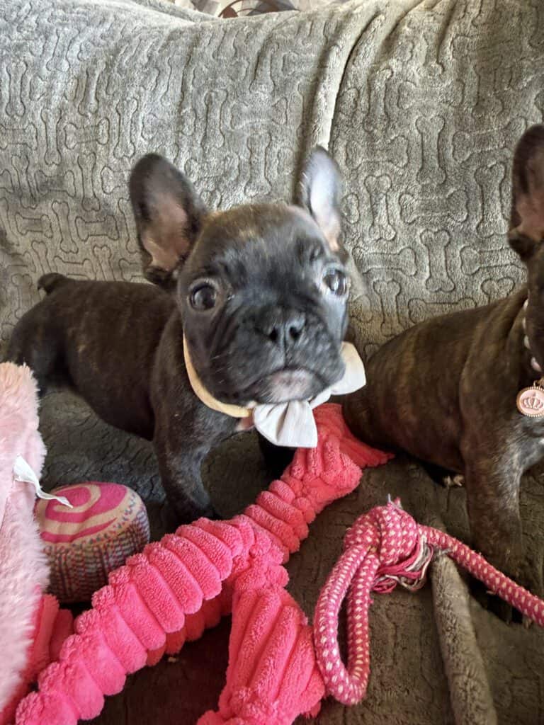 Ernie | Brindle French Bulldog Male | Available Feb 22nd, 2026