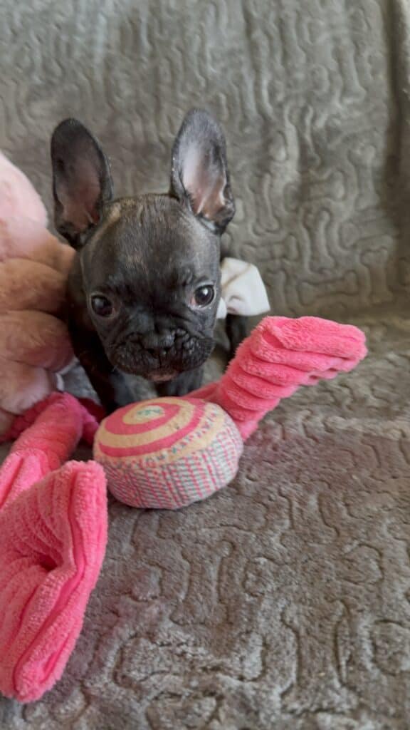Ernie | Brindle French Bulldog Male | Available Feb 22nd, 2026