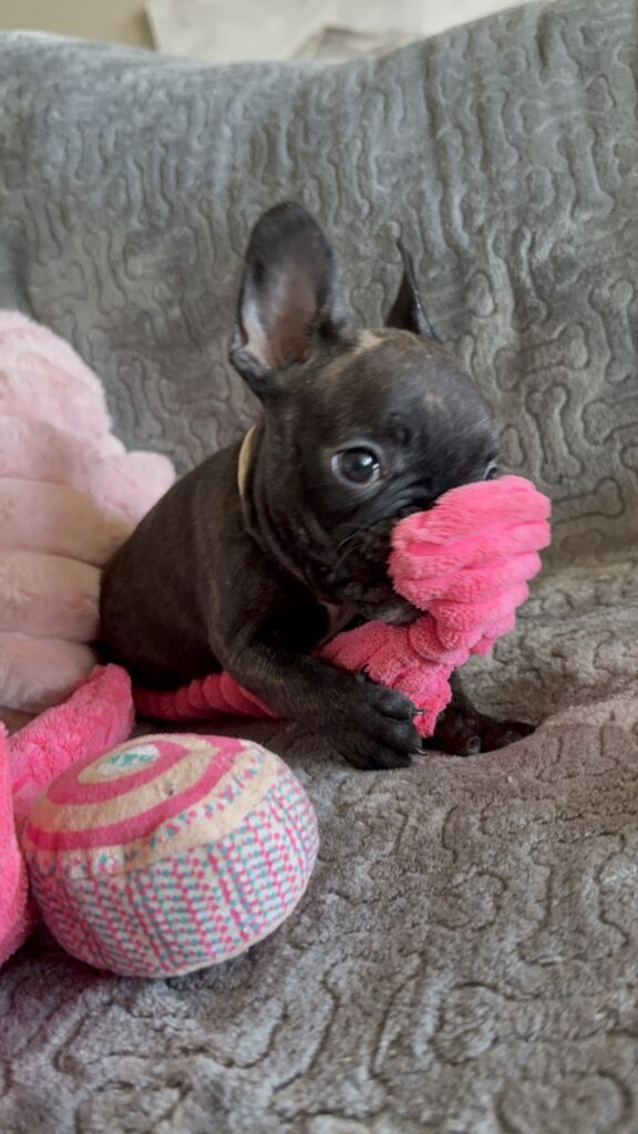 Ernie | Brindle French Bulldog Male | Available Feb 22nd, 2026