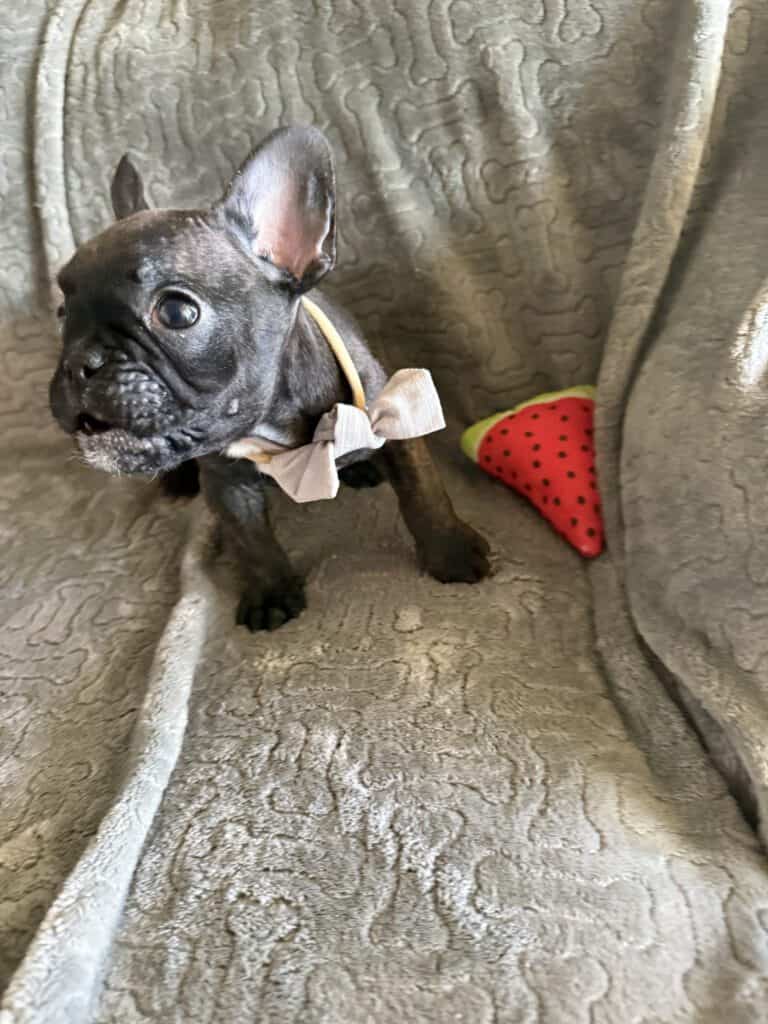 Ernie | Brindle French Bulldog Male | Available Feb 22nd, 2026
