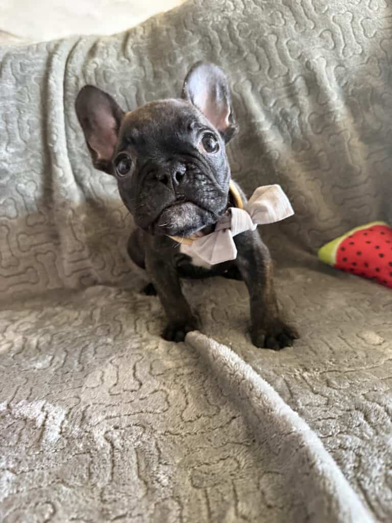 Ernie | Brindle French Bulldog Male | Available Feb 22nd, 2026