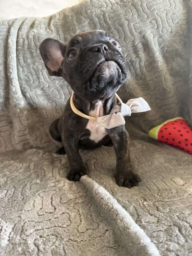 Ernie | Brindle French Bulldog Male | Available Feb 22nd, 2026