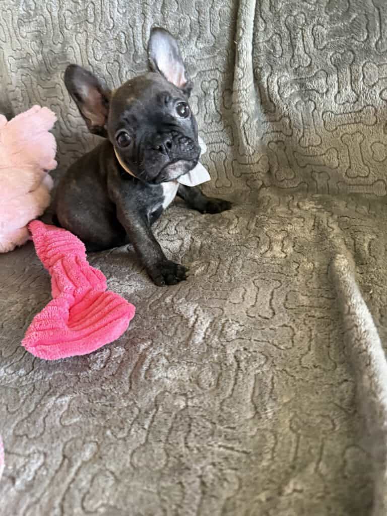 Ernie | Brindle French Bulldog Male | Available Feb 22nd, 2026