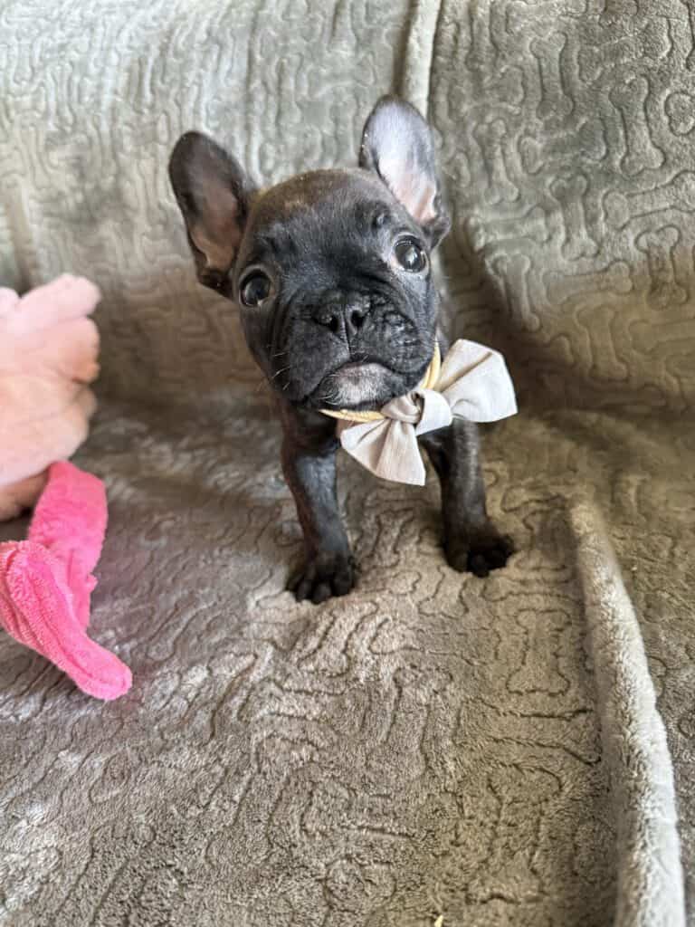 Ernie | Brindle French Bulldog Male | Available Feb 22nd, 2026