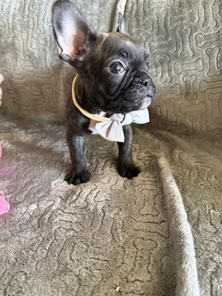 Ernie | Brindle French Bulldog Male | Available Feb 22nd, 2026